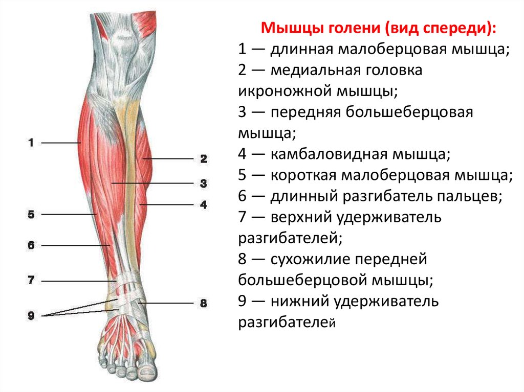 Мышцы щиколотки. Строение мышц ноги спереди. Анатомия мышц голени передняя группа. Строение мышц на ноге спереди человека. Строение икроножной мышцы спереди.