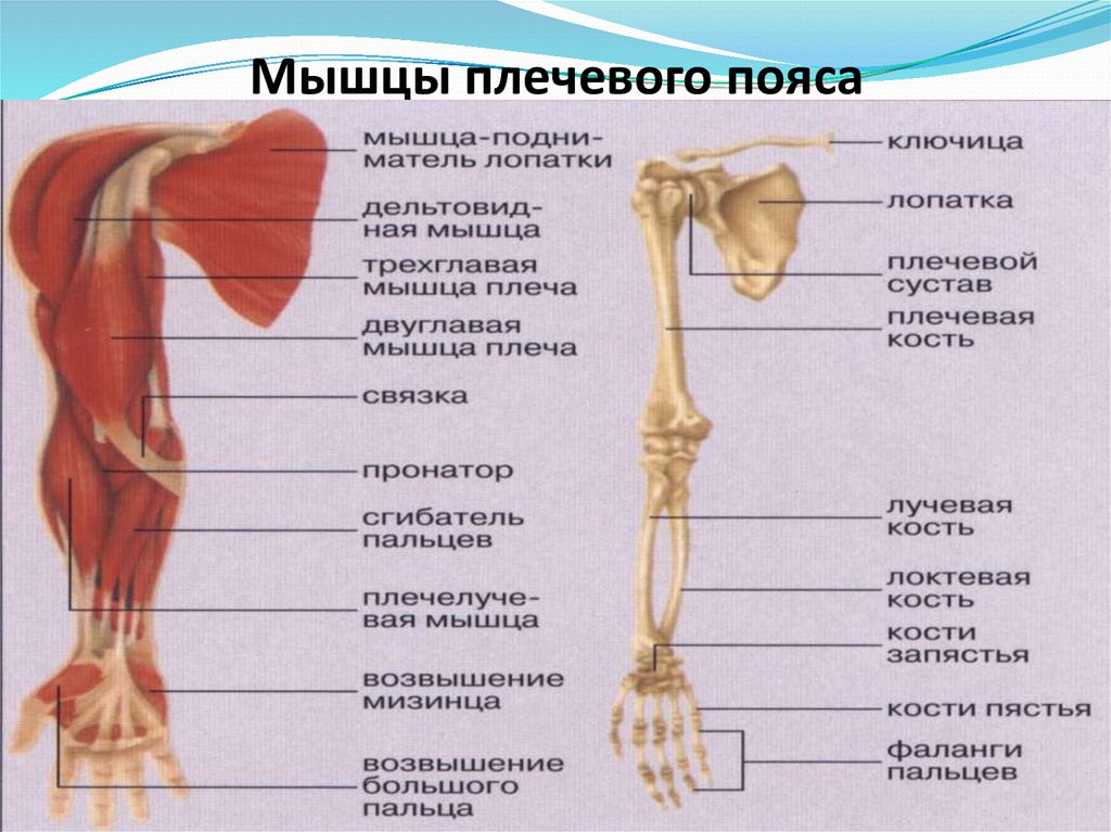 Трехглавая мышца фото