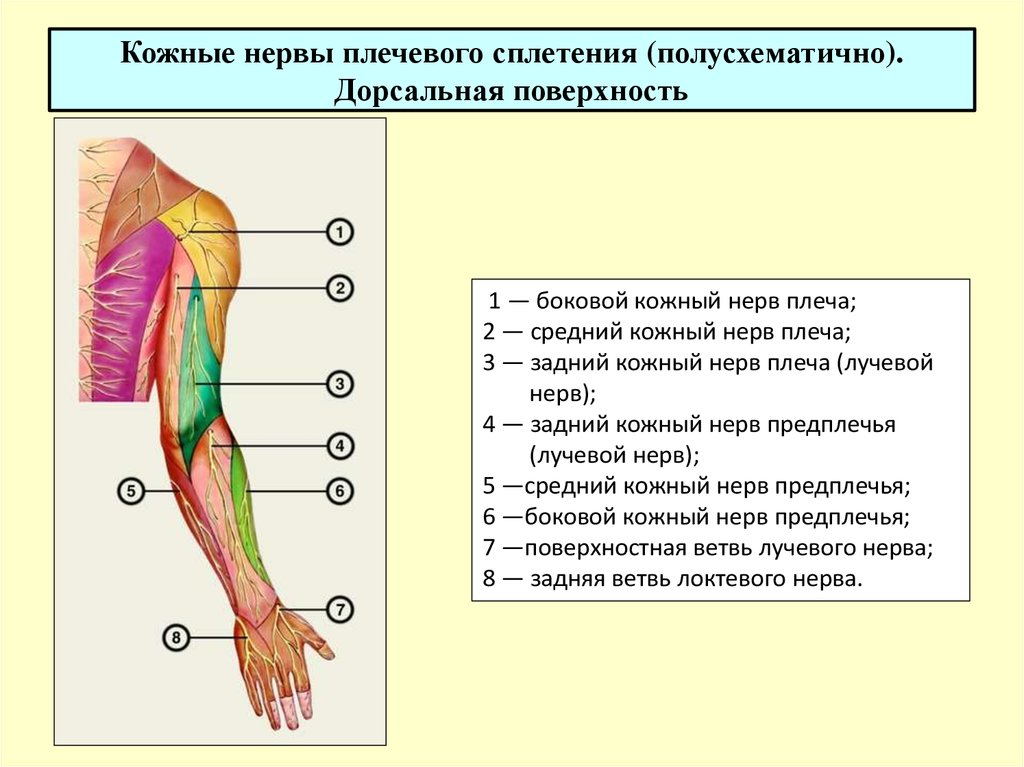 Нервы плеча и предплечья анатомия схема