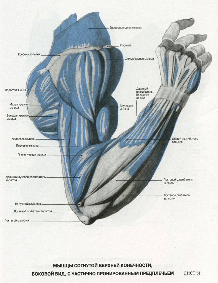 Мышцы на руках название картинки