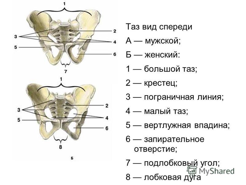 Где находится мал. Малый таз ограничен спереди. Таз. Большой таз малый таз анатомия. Терминальная линия таза анатомия. Тазовая кость Пограничная линия.