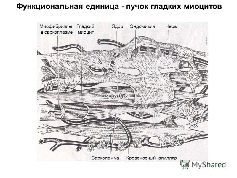 Изображение гладкой мышечной ткани