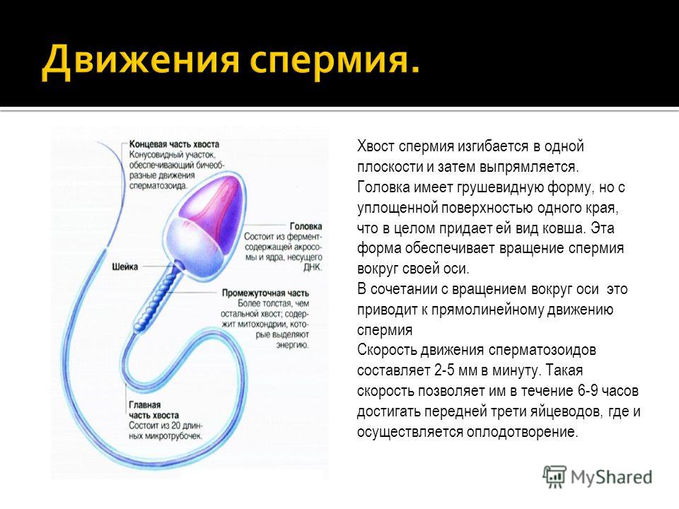 Сколько будет выпускаться геншин