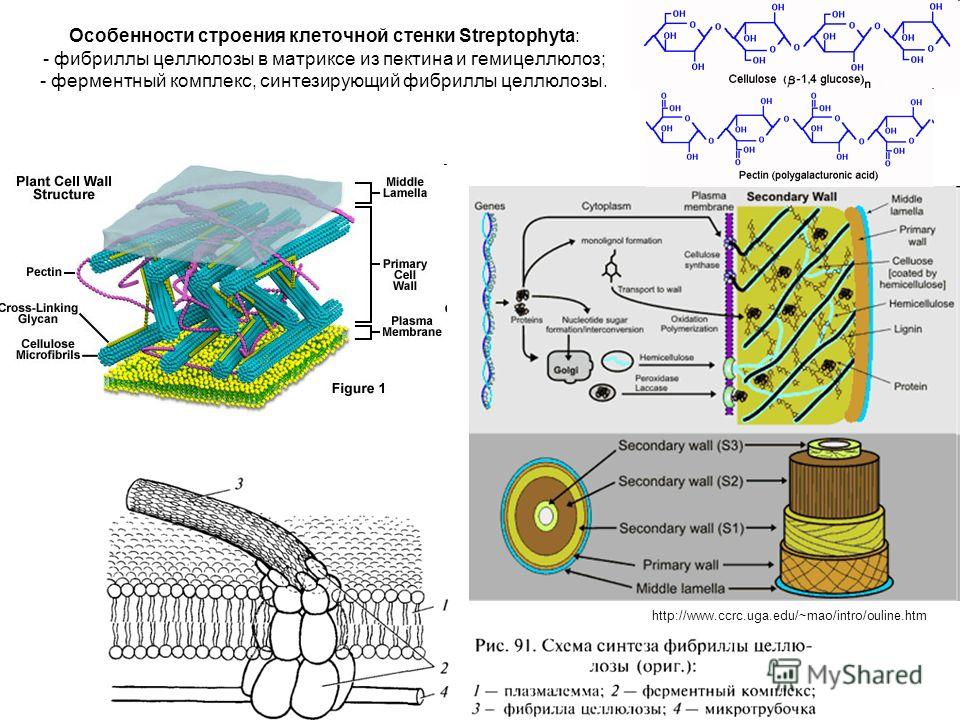 Клеточная стенка из целлюлозы. Целлюлозная клеточная стенка растительной клетки. Клеточная стенка образована целлюлозой. Клеточная стенка бактерий образована целлюлозой. Состав клеточной стенки растений.