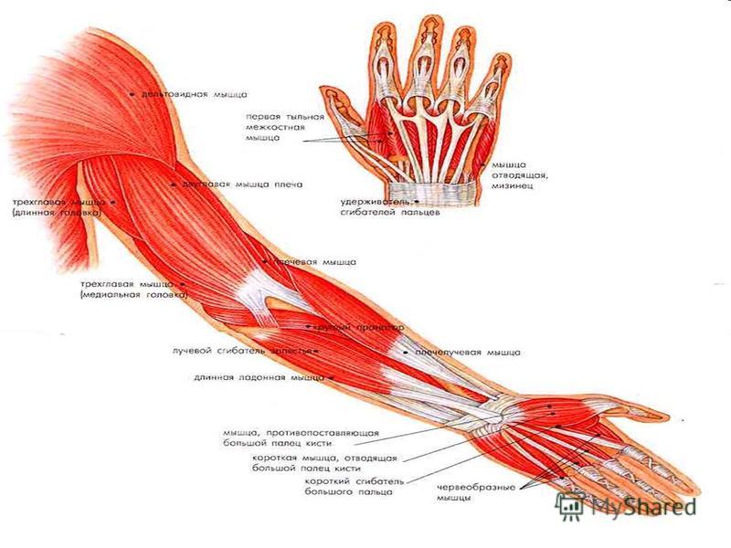 Строение мышц руки человека с названиями в картинках