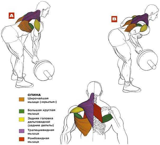 Как накачать спину дома. Тяга штанги в наклоне анатомия. Упражнения для укрепления широчайших мышц спины. Схема прокачки спины. Упражнения на круглые мышцы спины в тренажерном зале.