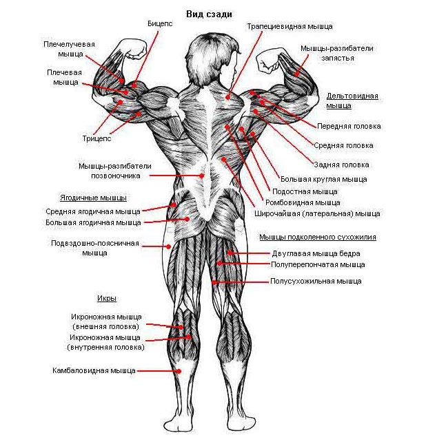 Картинка мышцы для детей