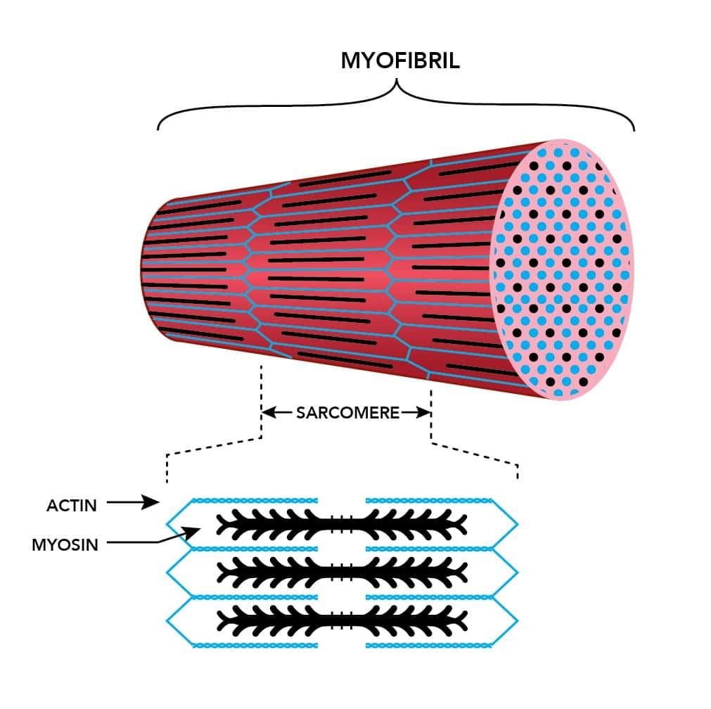 Схема строения миофибриллы