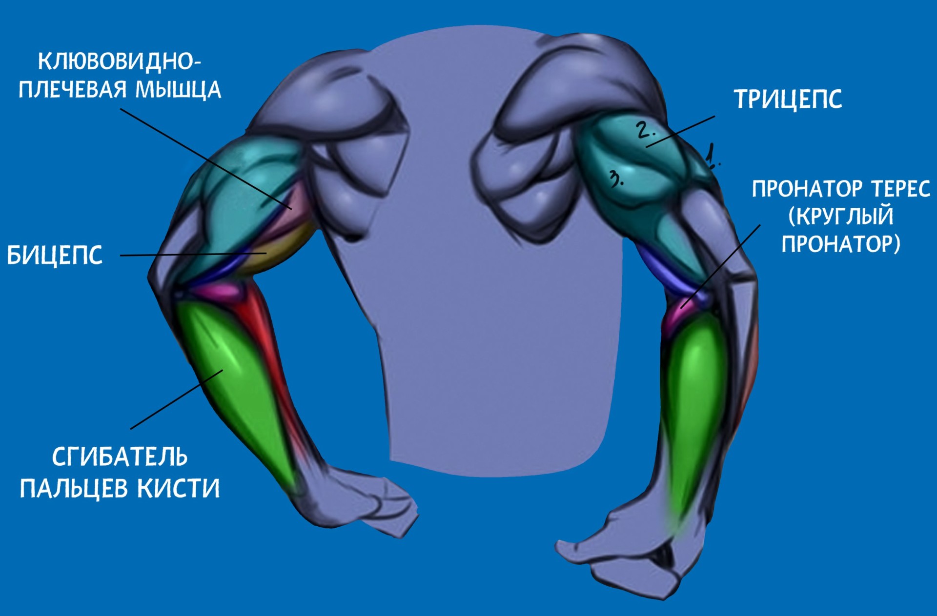 На рисунке изображены бицепс 1 и трицепс 2