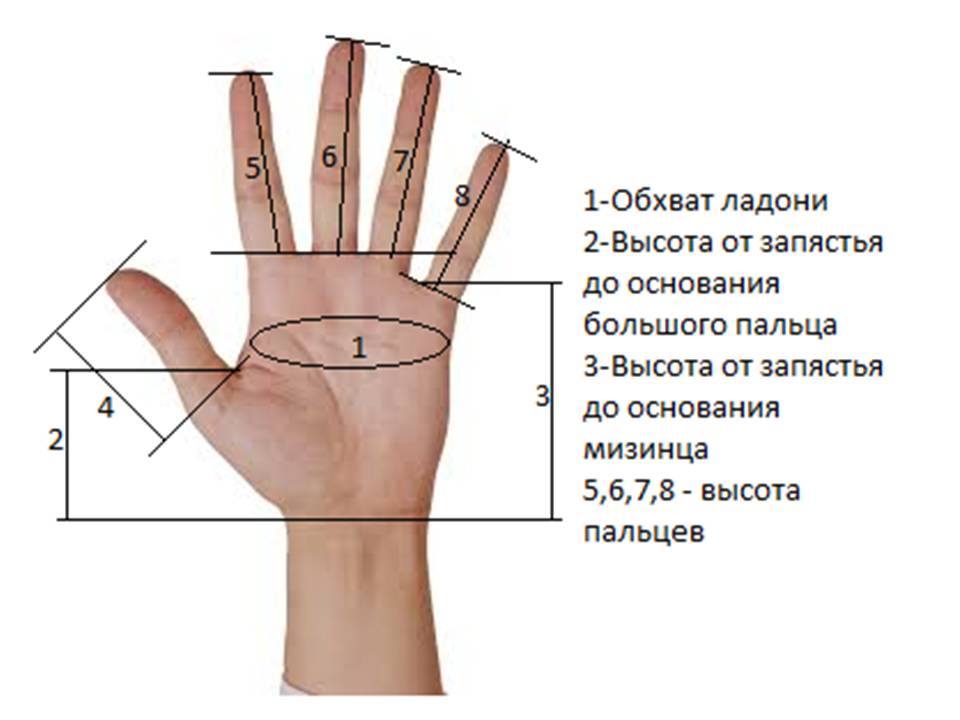 Длина ладони. Снятие мерок для вязания варежек. Снятие мерок для вязания варежек спицами. Мерки для вязания перчаток. Обхват ладони.
