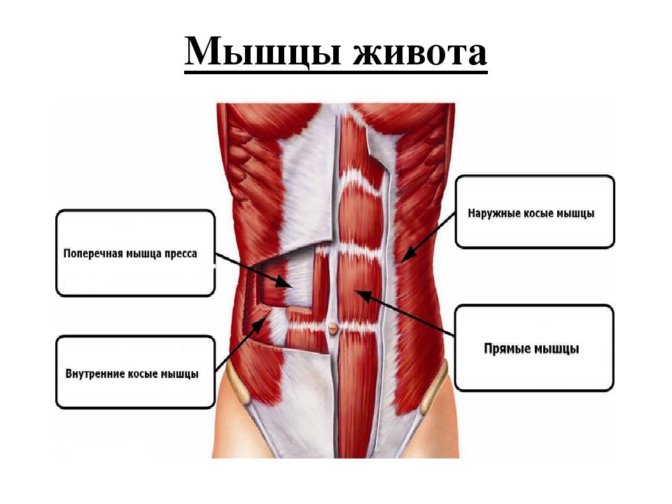 Где косые мышцы живота