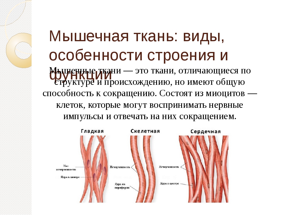 Гладкие мышцы выполняют функции. Типы волокон скелетной мышечной ткани. Особенности строения ткани мышечной ткани. Особенности строения клетки гладкой мышечной ткани. Скелетная мышечная ткань и гладкая мышечная.