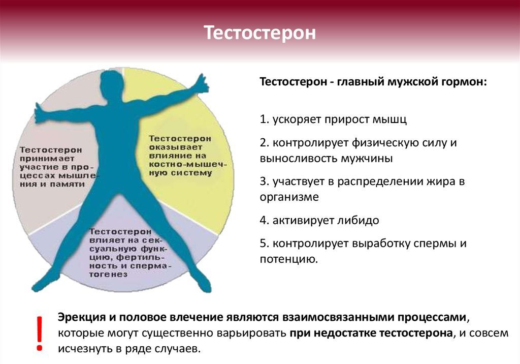 Тестостерон: как поднять уровень тестостерона. Продукты для повышения