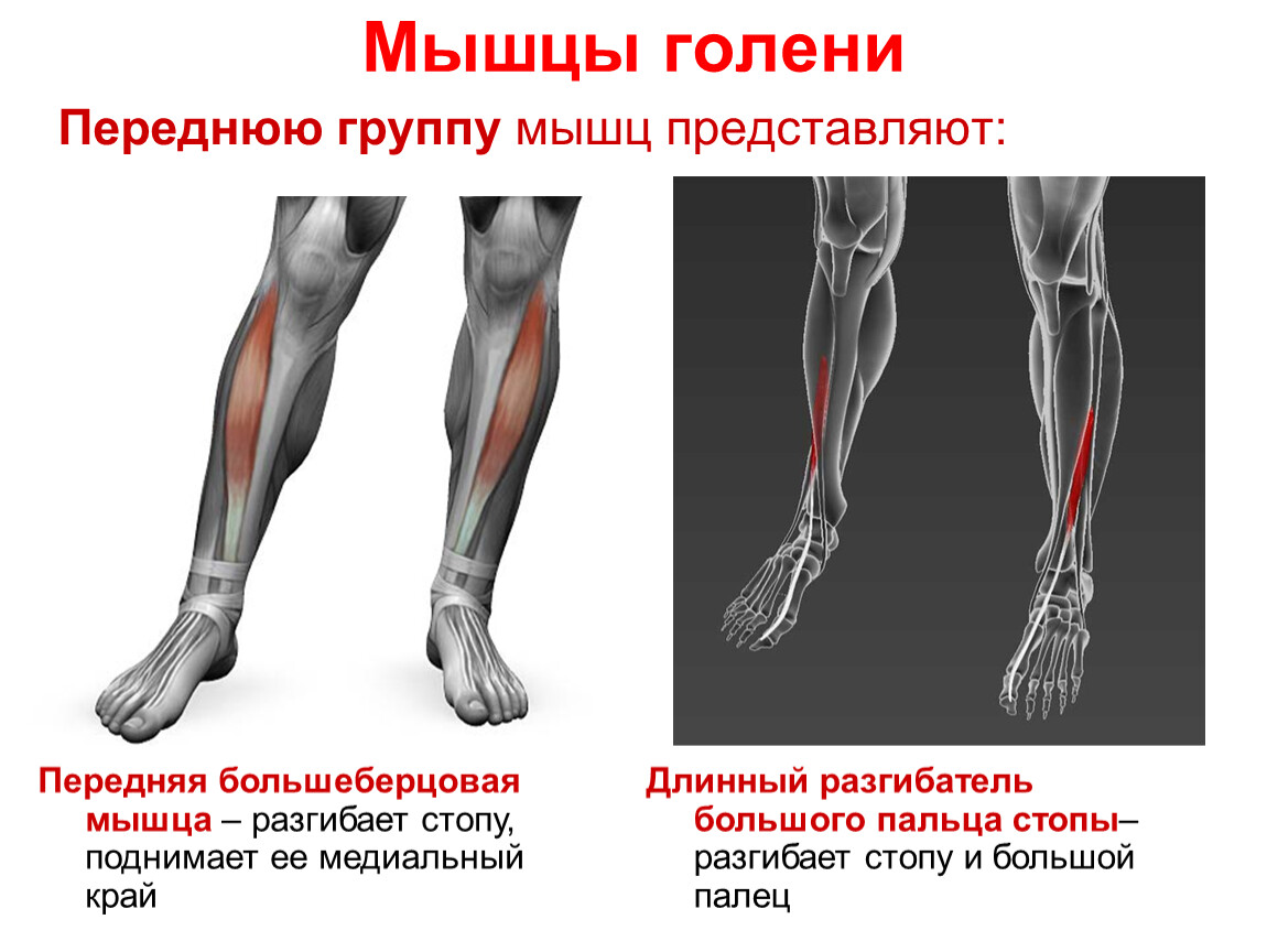 Большеберцовые мышцы фото