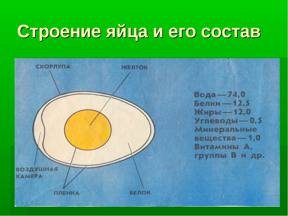 Яйцо куриное схема