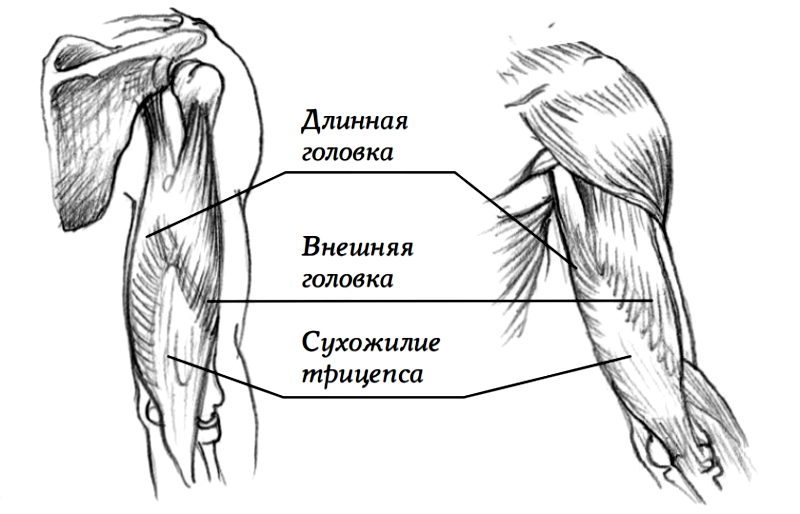 На рисунке изображены бицепс и трицепс что произойдет с этими мышцами если разогнуть руку