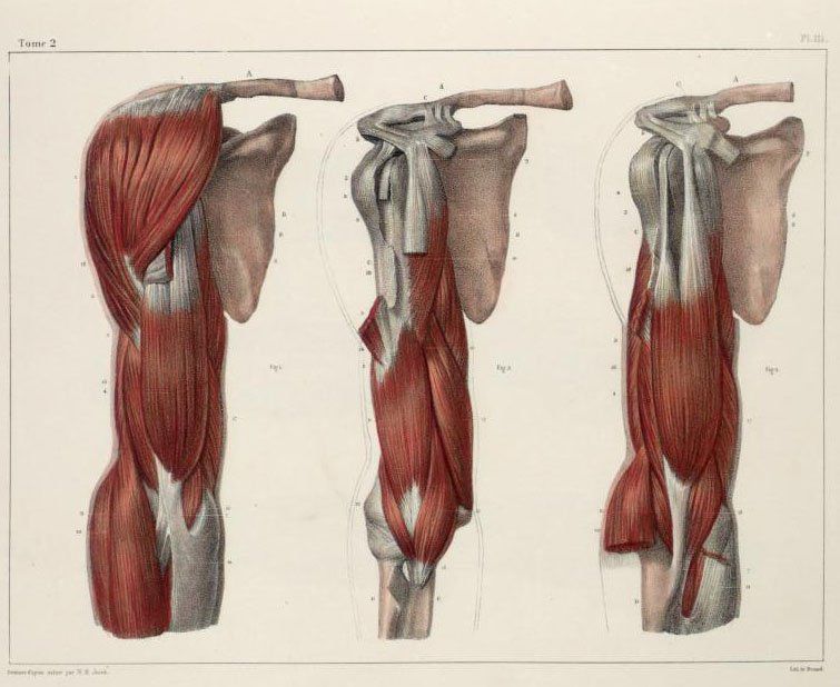 Мышцы плеча анатомия картинки