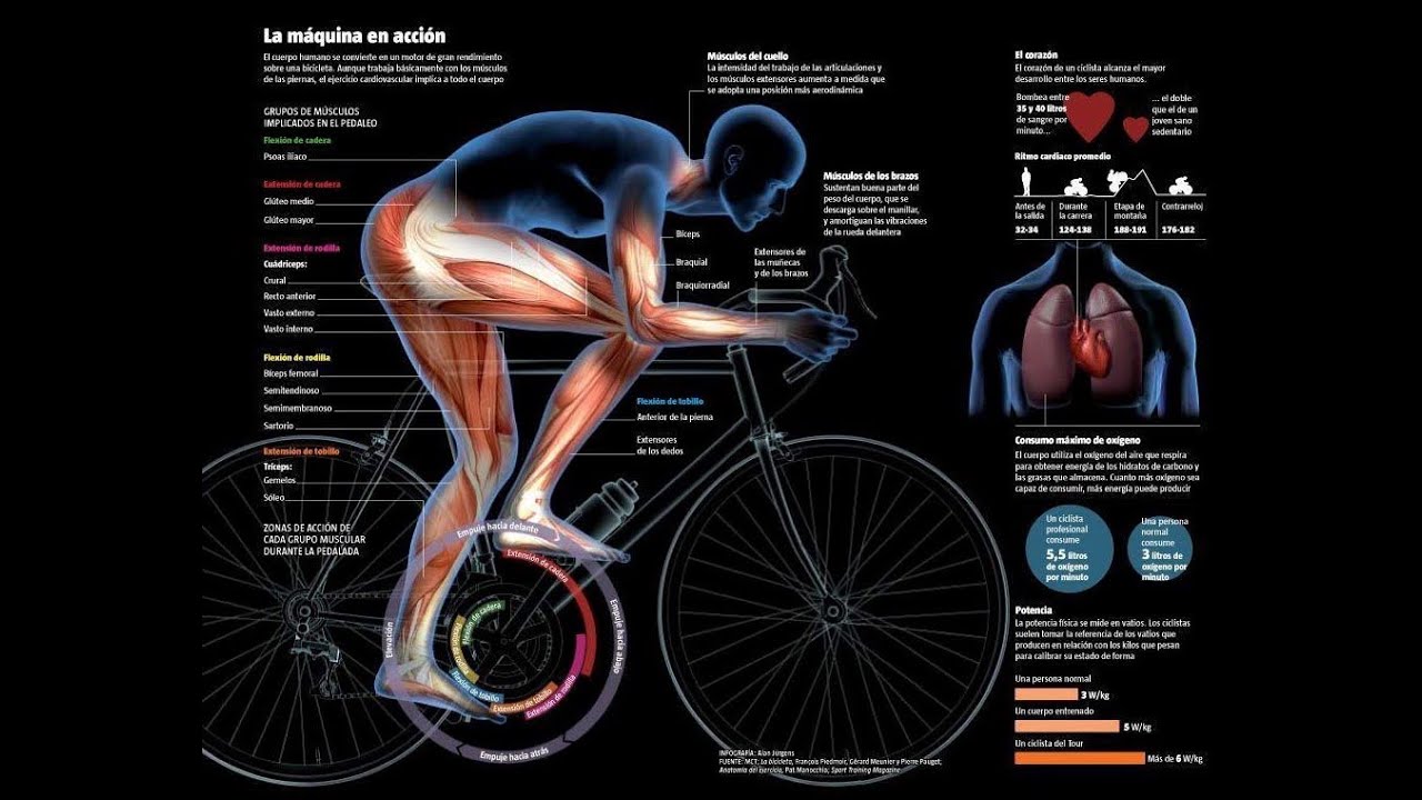 Какие мышцы работают при езде на велосипеде фото