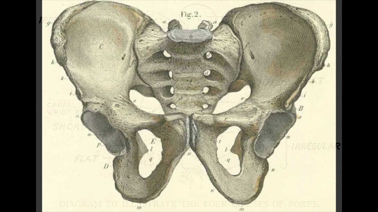 Три тазовые кости. Лобковая кость (os pubis). Кости таза анатомия. Тазовая кость анатомия Сапин. Тазовый пояс человека анатомия.