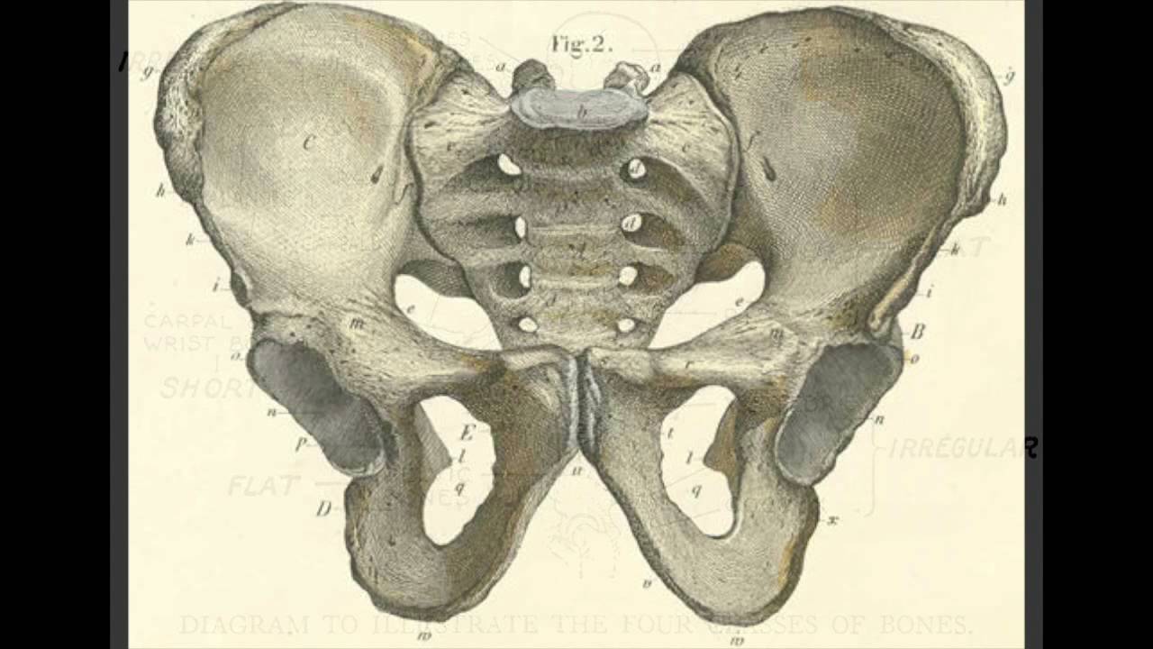 Тазовые кости плоские. Тазовая кость (os Coxae). Тазовая кость анатомия Сапин. Скелет таза человека сзади. Таз вид спереди.