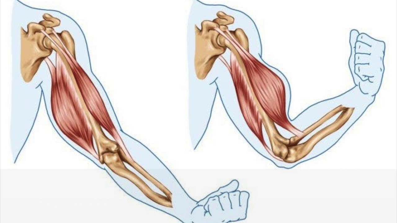 На рисунке изображены бицепс и трицепс что произойдет с этими мышцами если согнуть руку