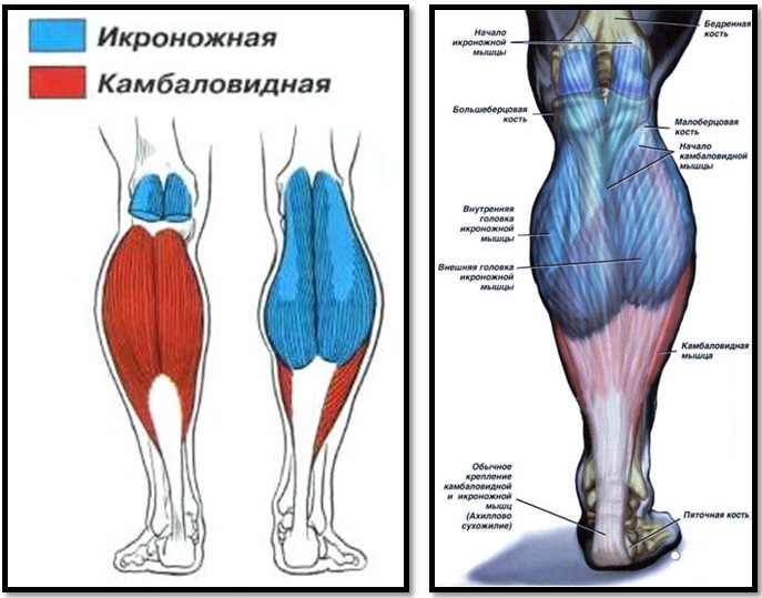 Камбаловидная мышца фото