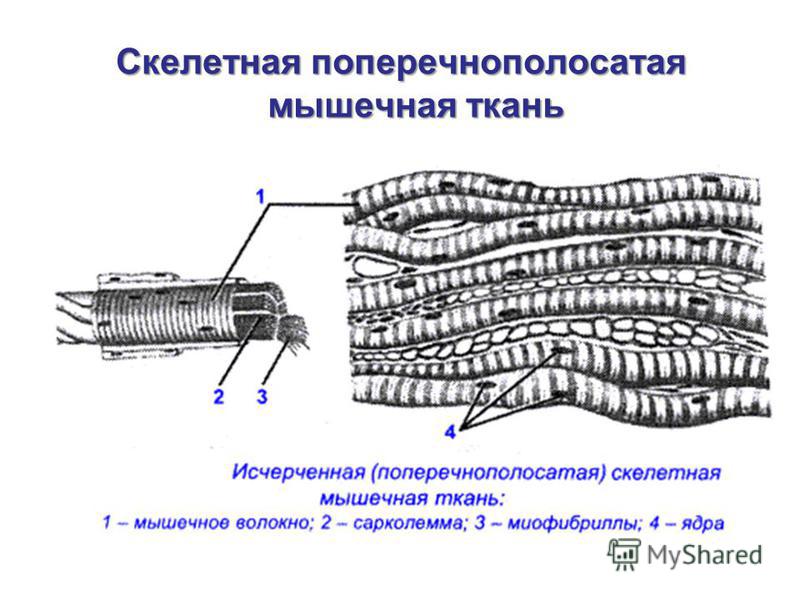 Скелетная мышечная ткань рисунок