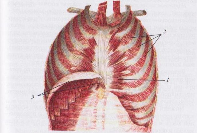 Грудная стенка