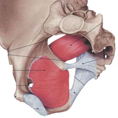 Через малое седалищное отверстие. Внутренняя запирательная мышца анатомия. Canalis obturatorius анатомия. Запирательное отверстие анатомия. Запирательная мембрана.