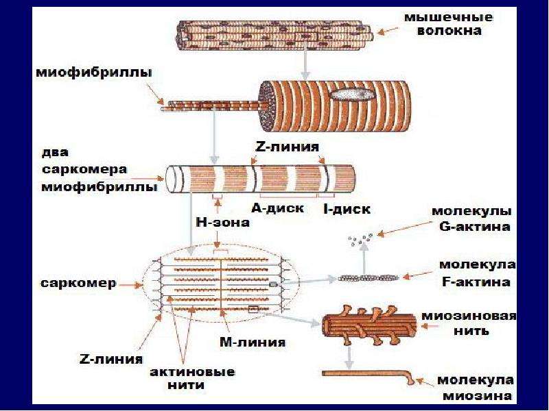 Схема строения миофибриллы