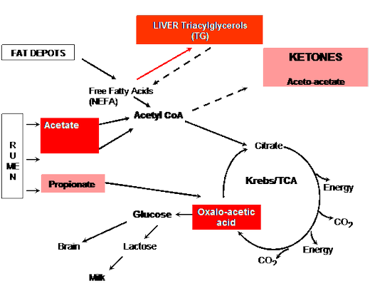 Ацидоз кетоз. Кетоз. Патогенез кетоза. Кетоз у животных. Этиология и патогенез..