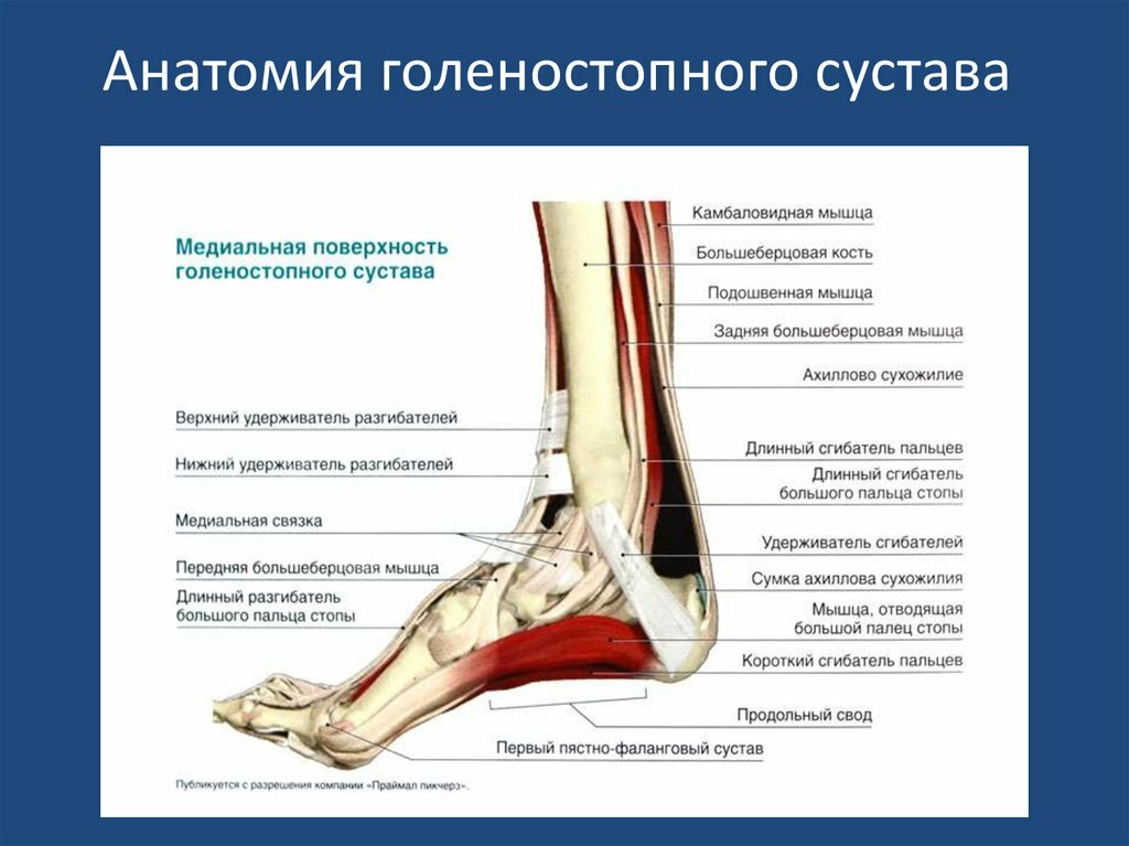 Где находится голеностоп у человека фото