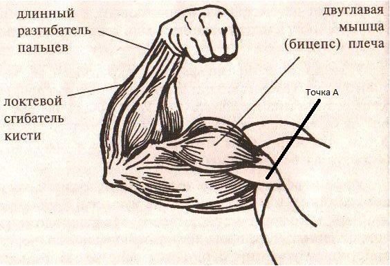 Где находится трицепс у человека показать на схеме