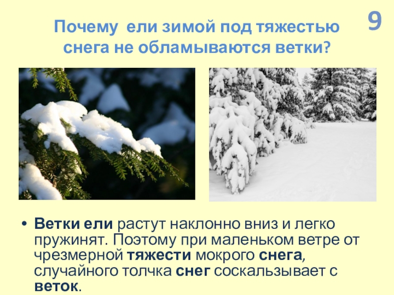 Почему ели. Почему бывает зима. Почему у ели зимой под тяжестью снега не обламываются ветки. Почему есть зима. Причина зимы.