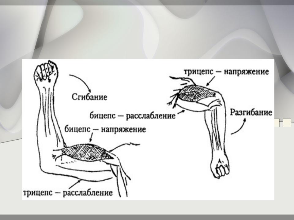 Бицепс и трицепс. Бицепс и трицепс руки. Показывает бицепс трицепс. Трицепс и бицепс где находится.