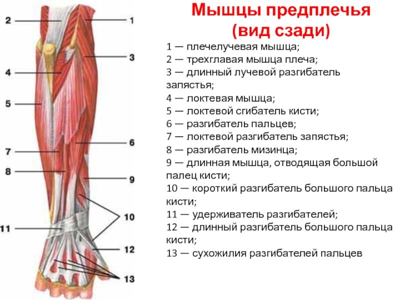 Из каких частей состоит рука человека фото и название