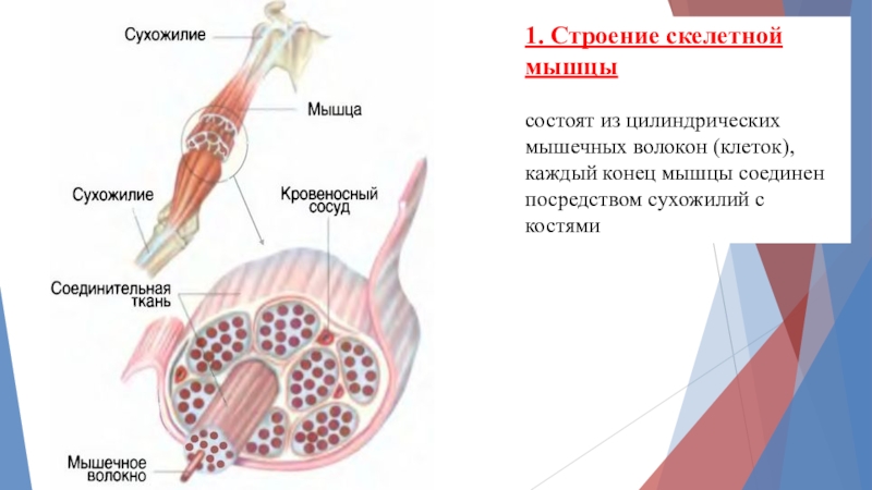 Строение скелетной. ГЛС строение скелетной мышцы. Сухожилие строение скелетной. Строение скелетной мышцы сухожилие. Сухожильные концы мышцы это.