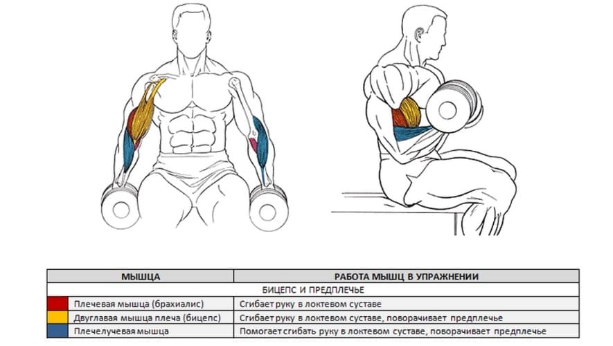 Как накачать бицепс. Подъем гантели на бицепс мышцы. Подъём гантелей на бицепс сидя мышцы. Сгибание рук с гантелями мышцы. Упражнения на бицепс с гантелями сидя.