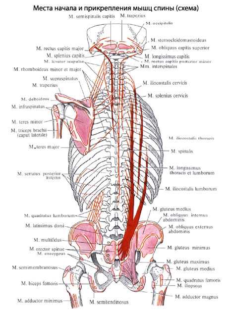 Мышцы спины анатомия человека картинки