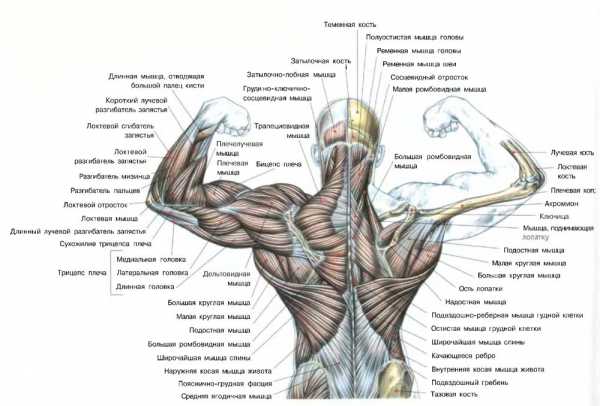 Мышцы голеностопа человека в картинках с названиями