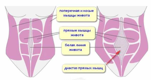 Мышцы живота у мужчин фото