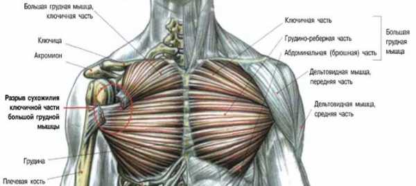 Малая грудная мышца фото