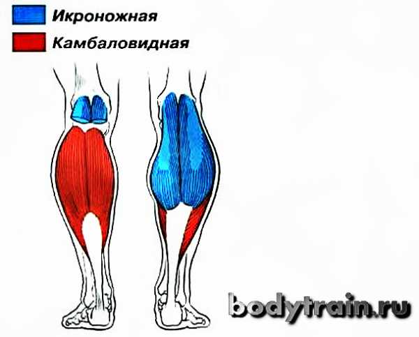 Камбаловидная мышца где находится фото