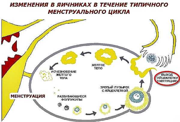 Клостилбегит схема приема