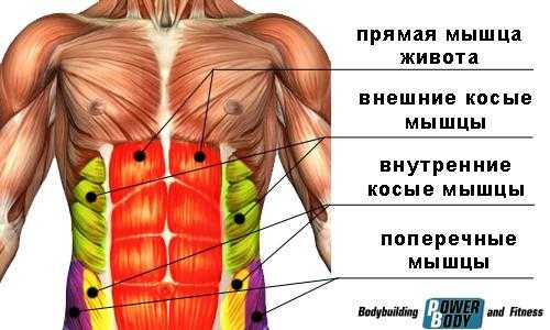 Анатомия мышцы живота фото