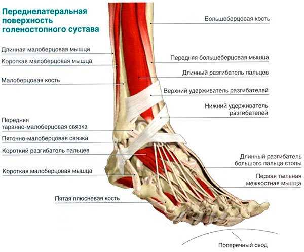 Мышцы ноги человека схема с названиями анатомия