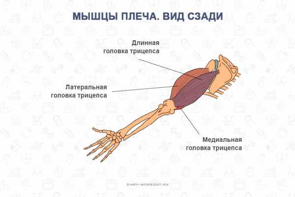 Мышцы рук название фото