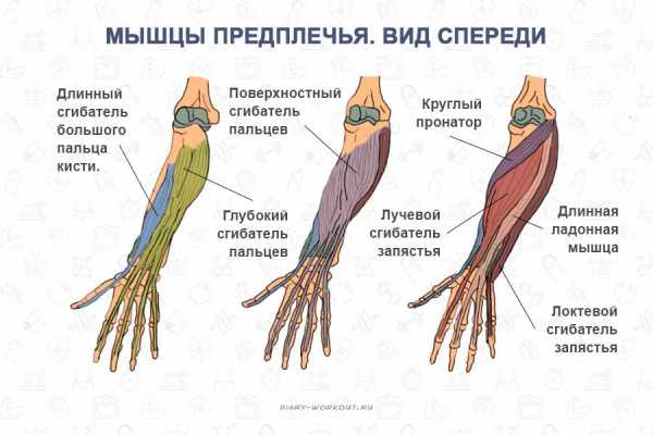 Мышцы руки схема рисунок и названия