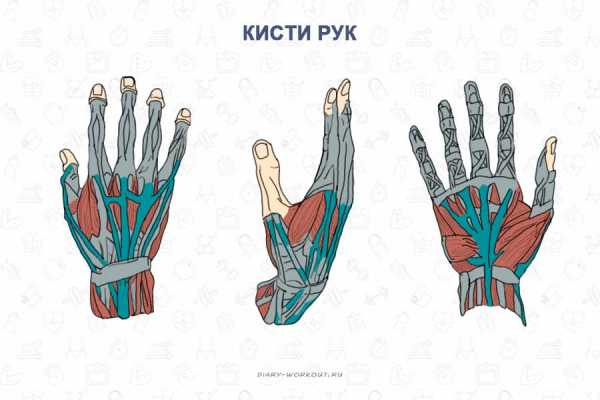 Название пальцев на руке человека на русском фото