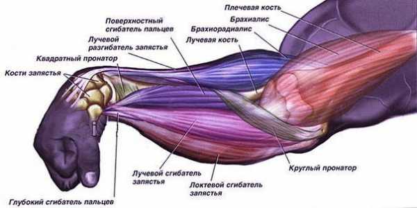 Мышцы на руках у девушки фото и названия